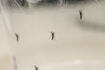 Aedes aegypti