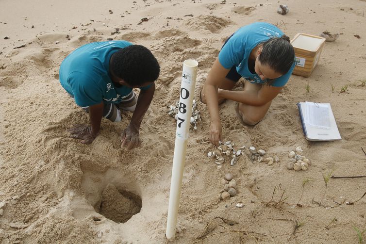  Seu Antônio, tartarugueiro, e a bióloga Denise Mora, do Projeto Tamar, monitoram ninho de tartarugas recém nascidas.