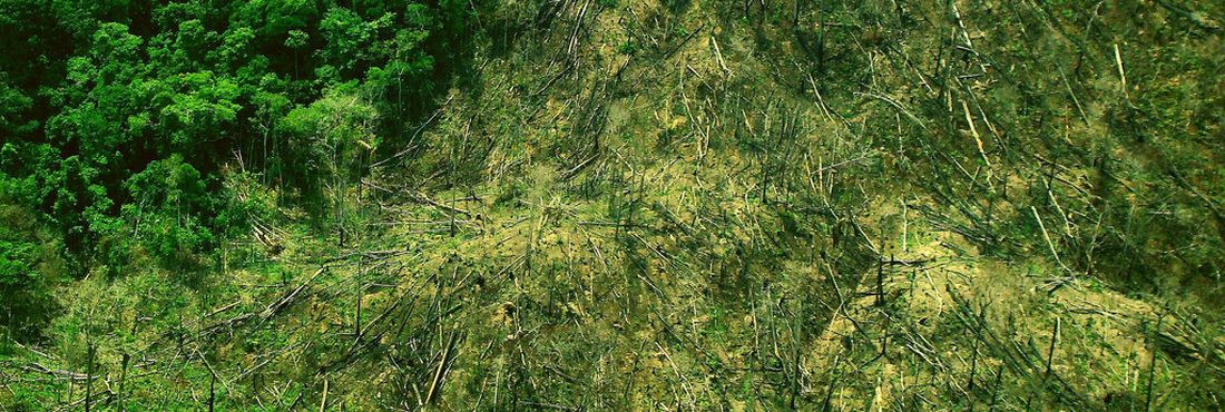 Imagem - Desmatamento na Amazônia está em queda Desmatamento na Amazônia está em queda