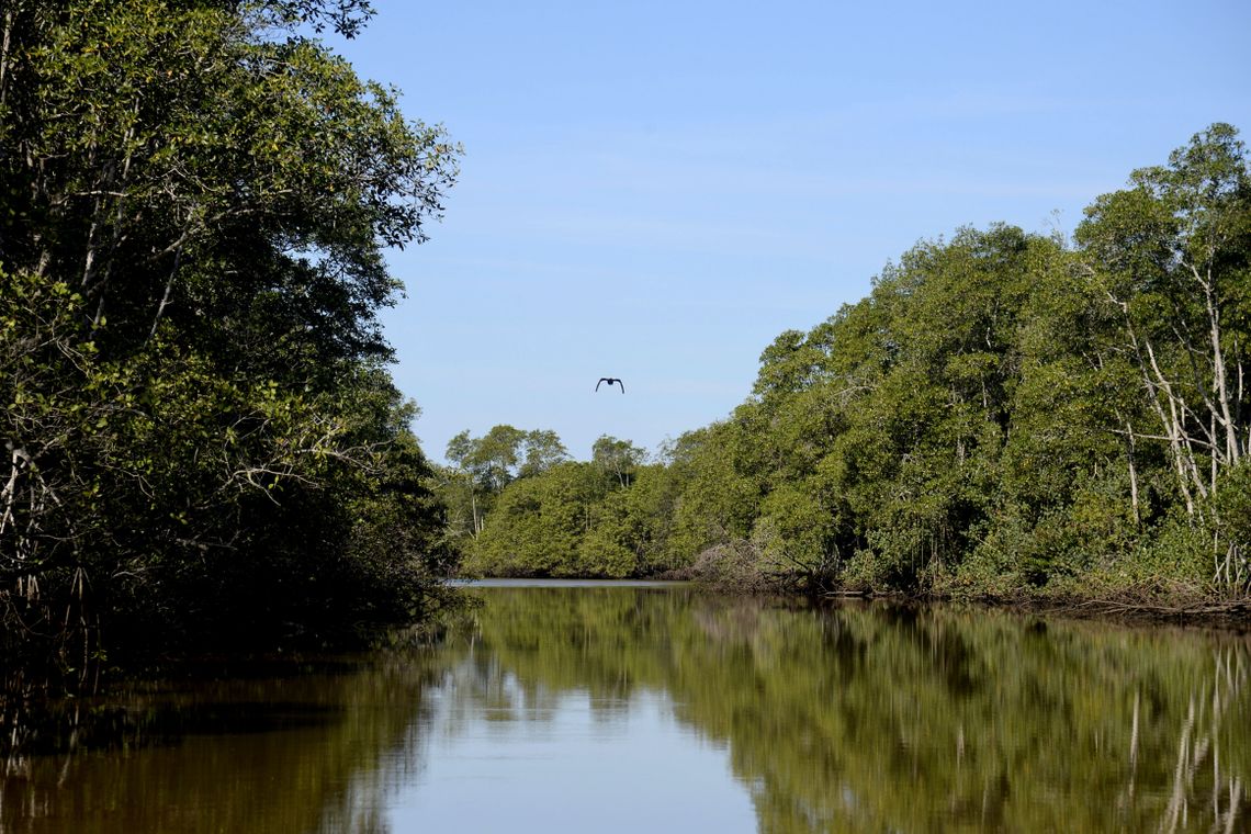 Tânia Rêgo/Agência Brasil Manguezais da Área de Proteção Ambiental (APA) de Guapi-Mirim e Estação Ecológica da Guanabara, região hidrográfica da Baía de Guanabara.