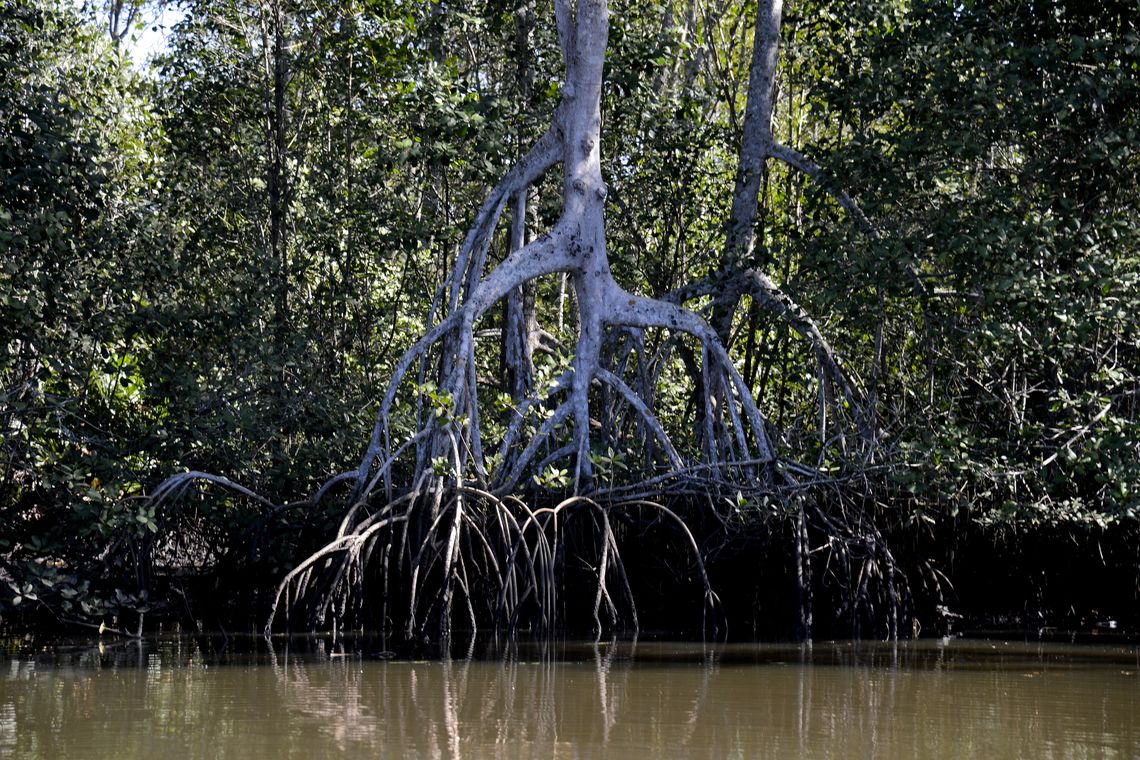 Tânia Rêgo/Agência Brasil Manguezais da Área de Proteção Ambiental (APA) de Guapi-Mirim e Estação Ecológica da Guanabara, região hidrográfica da Baía de Guanabara.