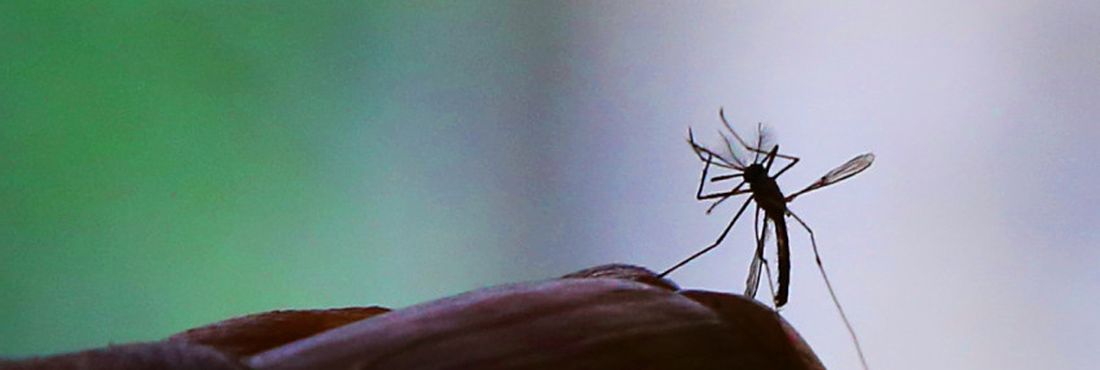 Zika, Dengue, Aedes, Microcefalia