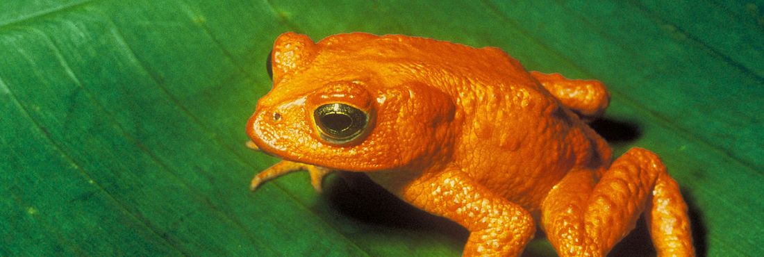 Sapo dourado Animais em risco de extinção