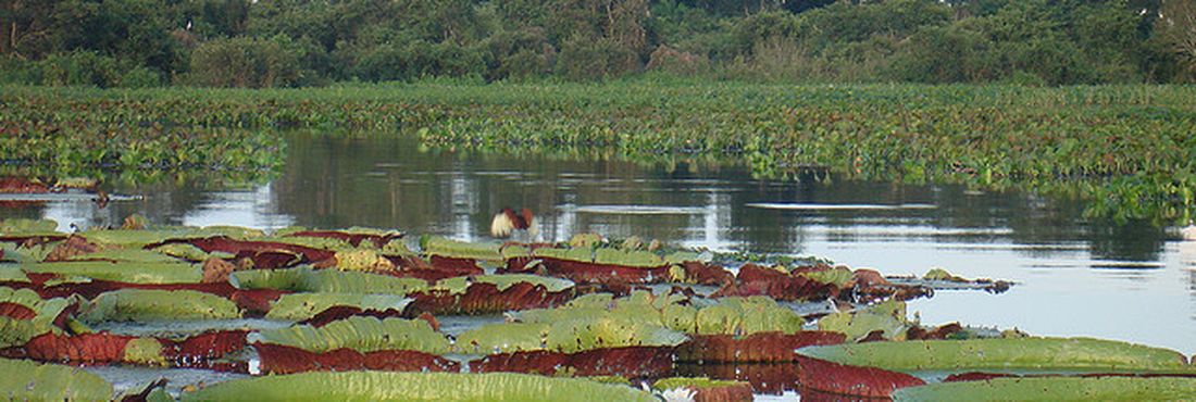 Pantanal Os recursos captados serão utilizados pelos países mais pobres para implantar o Plano Estratégico de Biodiversidade