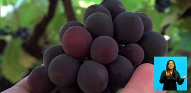 Solidariedade: produção de uva em Minas Gerais é doada para população