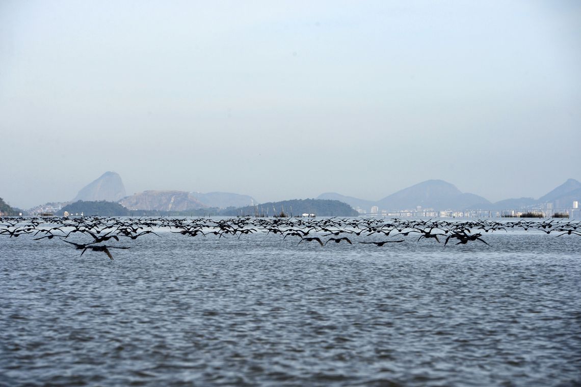 Tânia Rêgo/Agência Brasil Manguezais da Área de Proteção Ambianetal(APA) de Guapi-Mirim e Estação Ecológica da Guanabara, região hidrográfica da Baía de Guanabara. Na foto, uma revoada de biguá, uma das espécies de aves encontradas na região.