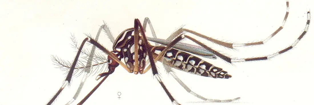 Aedes aegypti Além da dengue, febre amarela e chikungunya, o Aedes aegypti é também o vetor de transmissão da febre zika