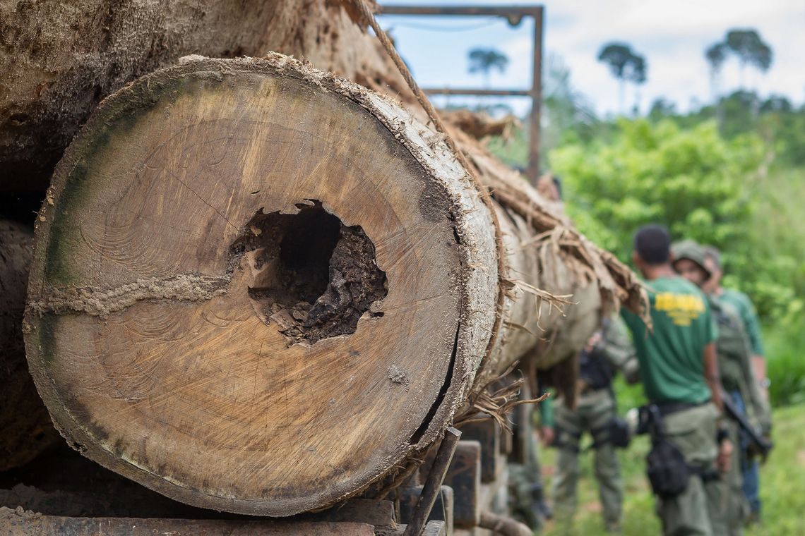 Ibama apreende carregamento de Ipê extraÃdo ilegalmente da Terra IndÃgena Cachoeira Seca, Pará em março deste ano