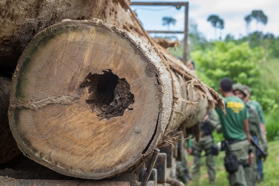  Ibama apreende carregamento de IpÃª extraÃ­do ilegalmente da Terra IndÃ­gena Cachoeira Seca, ParÃ¡ em marÃ§o deste ano