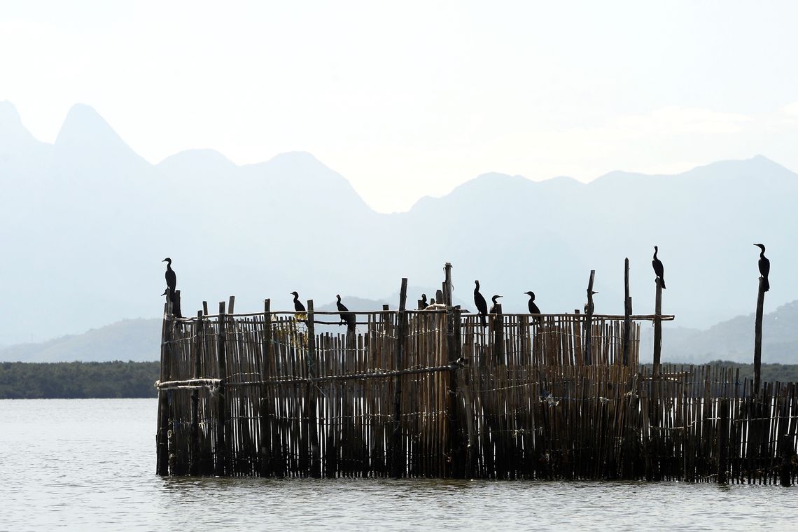 Tânia Rêgo/Agência Brasil Manguezais da Área de Proteção Ambiental (APA) de Guapi-Mirim e Estação Ecológica da Guanabara, região hidrográfica da Baía de Guanabara, Guapimirim, região metropolitana do Rio de Janeiro.