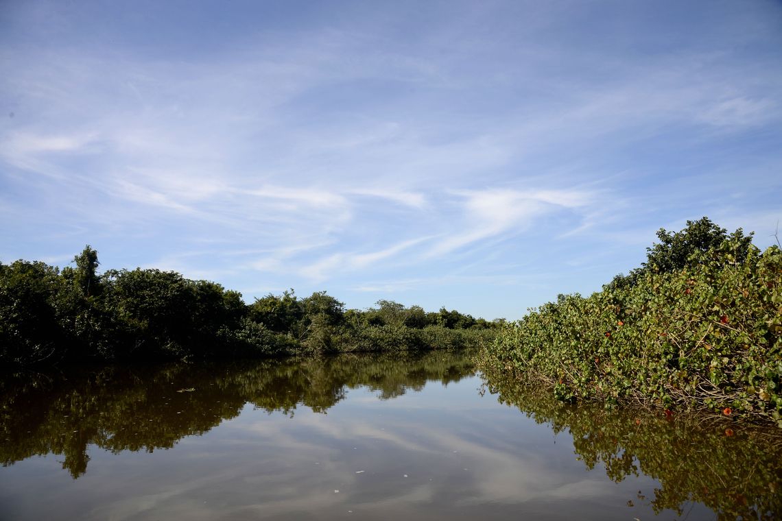 Tânia Rêgo/Agência Brasil Manguezais da Área de Proteção Ambiental (APA) de Guapi-Mirim e Estação Ecológica da Guanabara, região hidrográfica da Baía de Guanabara.