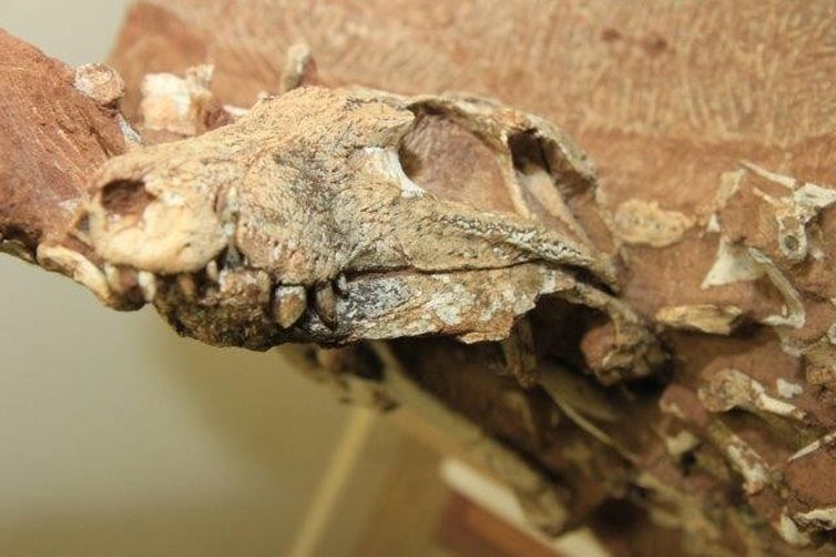 O crocodilo tinha crânio de formato triangular com dentes adaptados a uma alimentação de origem vegetal e animal