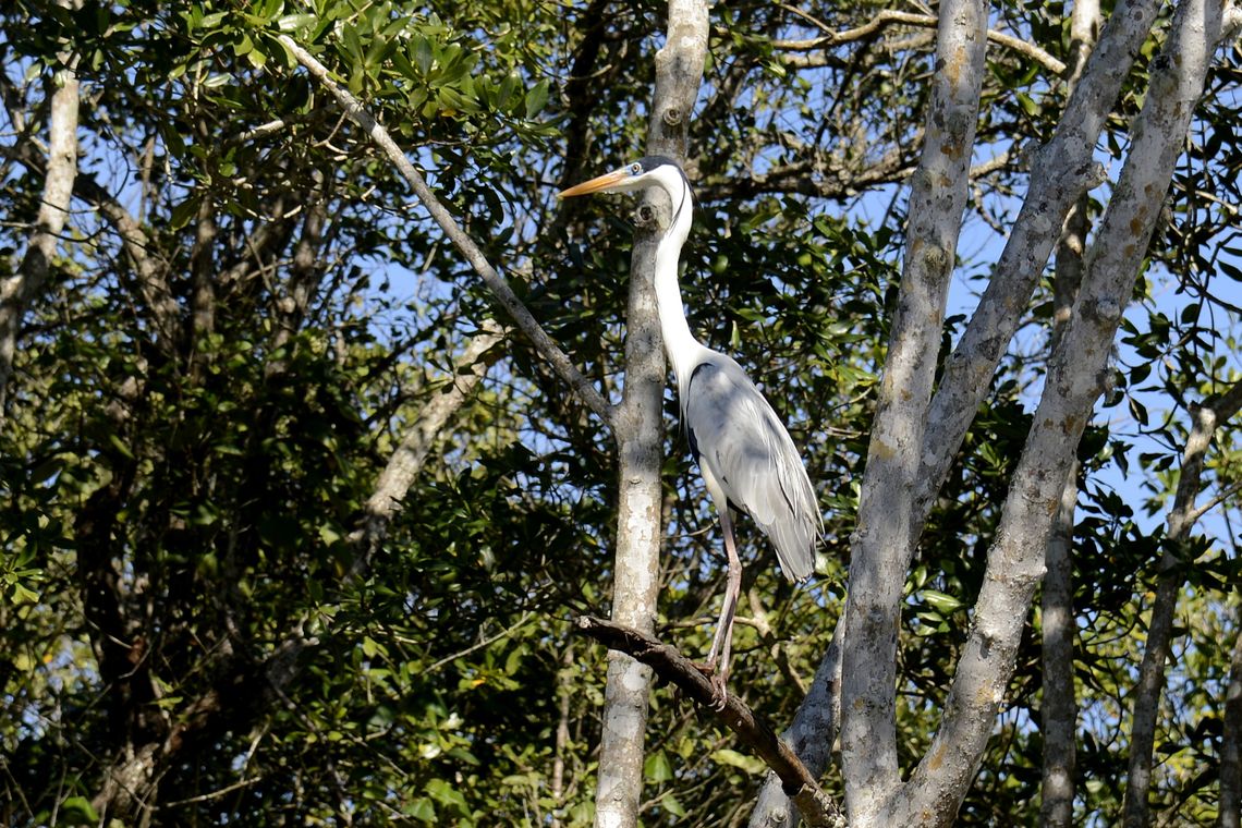 Tânia Rêgo/Agência Brasil Rio de Janeiro - Manguezais da Área de Proteção Ambianetal(APA) de Guapi-Mirim e Estação Ecológica da Guanabara, região hidrográfica da Baía de Guanabara, Guapimirim, região metropolitana do Rio de Janeiro. Na foto uma garça azul, uma das