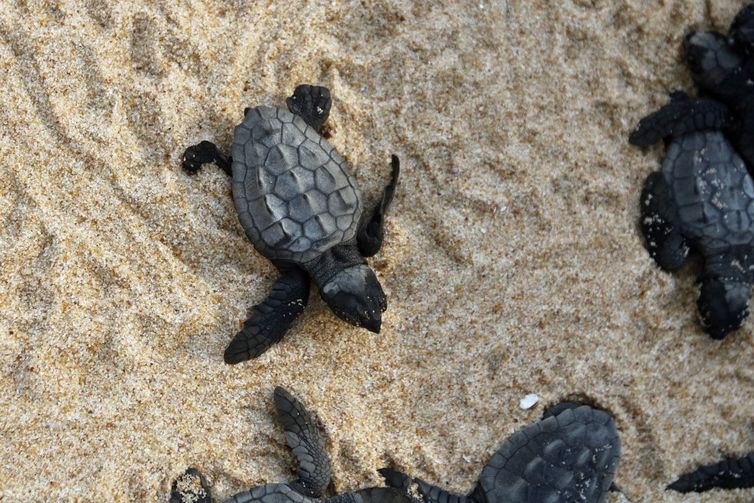  Filhotes recém nascidos abrigados no Projeto Tamar, que comemora a marca de 40 milhões de tartarugas marinhas protegidas e devolvidas ao oceano.  