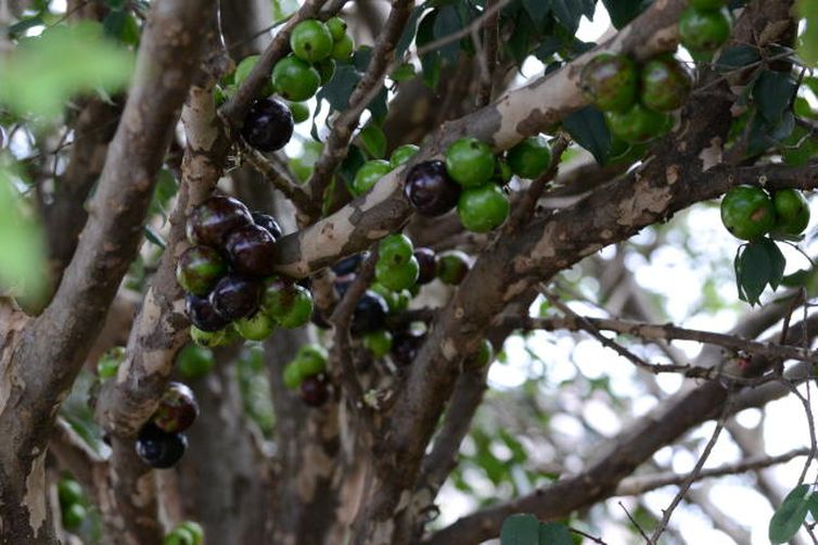 42400200m - Extrato da casca de jabuticaba combate pré-diabetes