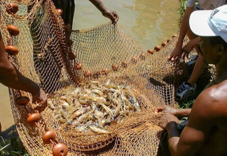 Pesca, Camarão