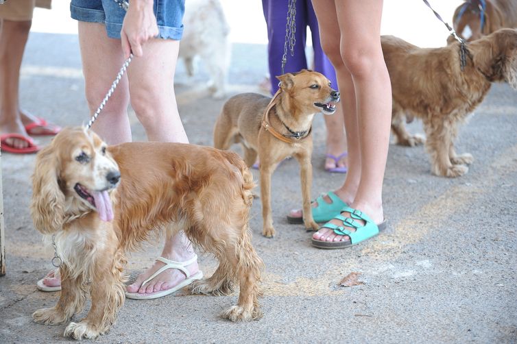 Brasileiros criam duas vezes mais cães do que gatos