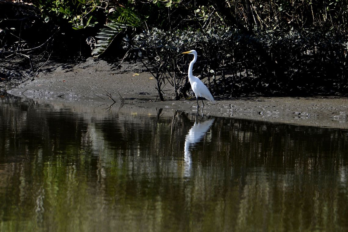 Tânia Rêgo/Agência Brasil Manguezais da Área de Proteção Ambiental (APA) de Guapi-Mirim e Estação Ecológica da Guanabara, região hidrográfica da Baía de Guanabara, Guapimirim, região metropolitana do Rio de Janeiro.