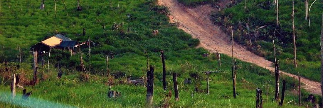 Imagem - Desmatamento da Amazônia está em queda, aponta ministra Desmatamento da Amazônia está em queda, aponta ministra