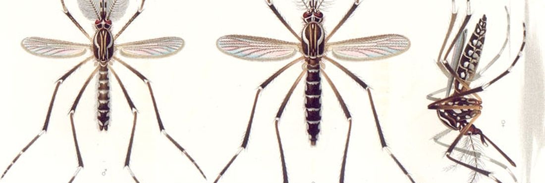 zika virus zika virus