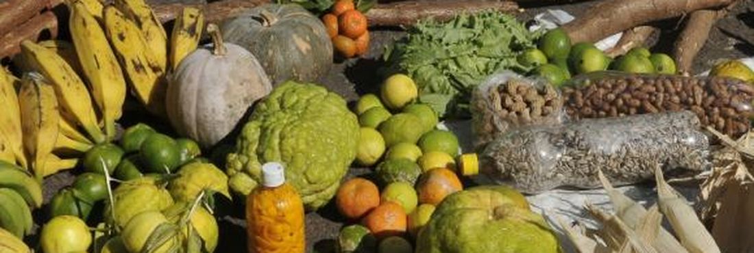 Agricultura sustentável Expectativa é que versão final do Plano Nacional de Desenvolvimento Rural Sustentável e Solidário seja apresentada ainda este semestre