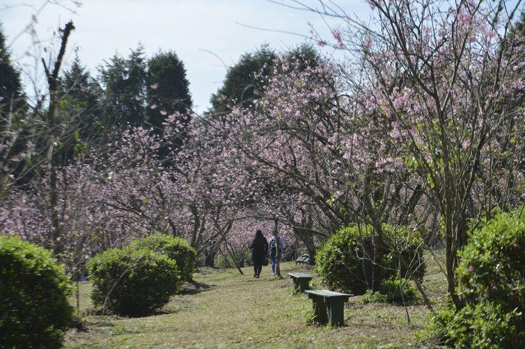 - Bosque das Cerejeiras no Parque do Carmo, zona leste de São Paulo strong Rovena Rosa/Agência Brasil /strong