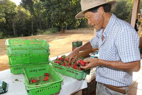 Brazlândia (DF) - O paulista João Fukushi aprendeu com o pai os segredos da plantação do morango e se aventurou no Centro-Oeste a produzir a fruta (Valter Campanato/Agência Brasil)