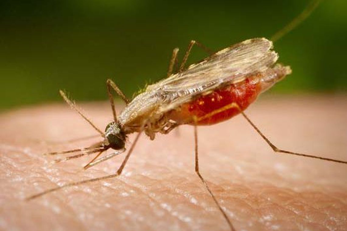 Mosquito Anopheles transmissor da malÃ¡ria