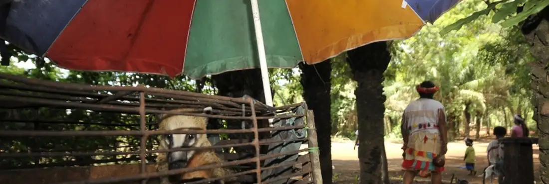 Aldeia Laranjeira Ñanderu, em Rio Brilhante (MS) Acampados na aldeia Laranjeira Ñanderu, em Rio Brilhante (MS), índios guarani-kaiowá aguardam decisão da justiça sobre a demarcação da terra. Com o futuro indefinido, eles não podem plantar e dependem das cestas básicas e da assistência governamental.