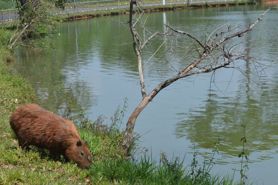Haverá uma sére de atividades para lembrar a importância da fauna do cerrado, no zoológico de BrasÃÂlia (Antonio Cruz/Agência Brasil)