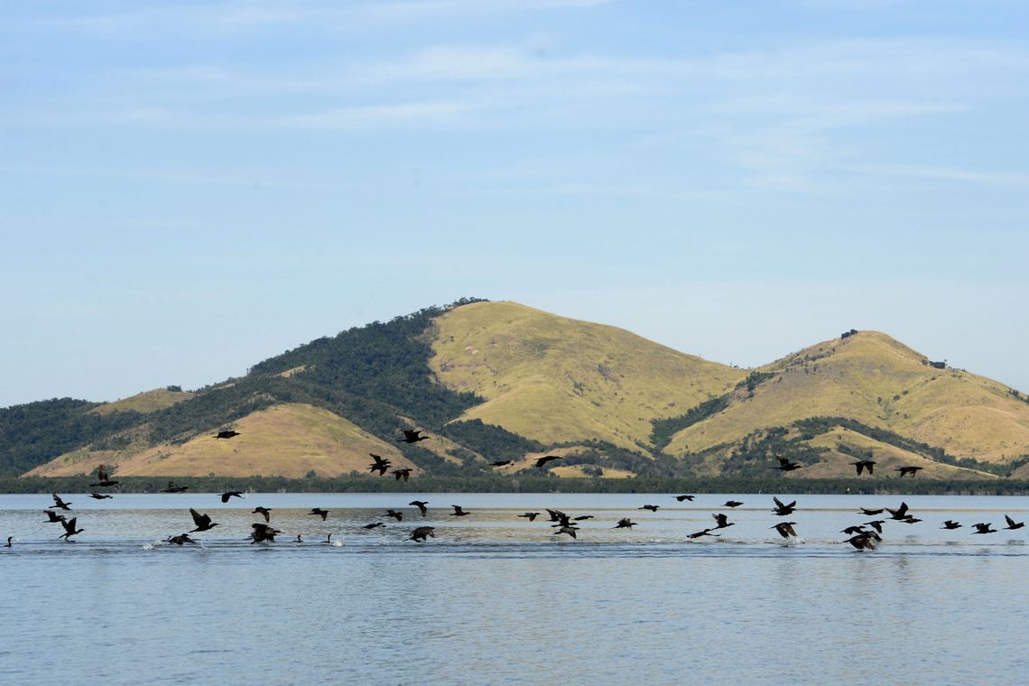 Tânia Rêgo/Agência Brasil Manguezais da Área de Proteção Ambiental (APA) de Guapi-Mirim e Estação Ecológica da Guanabara, região hidrográfica da Baía de Guanabara. Na foto, uma revoada de biguá, uma das espécies de aves encontradas na região.