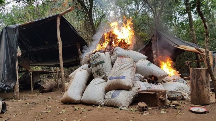 A quantidade de maconha destruída este ano ultrapassa o volume de 2017 e 2018