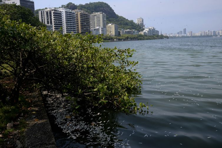 A Companhia de Limpeza Urbana (Comlurb) recolhe toneladas de peixes mortos da Lagoa Rodrigo de Freitas, zona sul do Rio de Janeiro. A mortandade atingiu principalmente as savelhas, peixes mais fracos quando falta oxigenação na água.