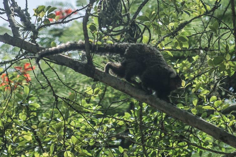 macaco 0 - Descoberta de vírus da zika em macaco sugere ciclo silvestre da doença