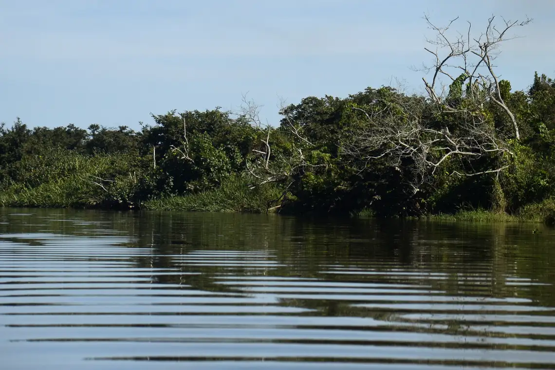 Tânia Rêgo/Agência Brasil Rio de Janeiro - Manguezais da Área de Proteção Ambianetal(APA) de Guapi-Mirim e Estação Ecológica da Guanabara, região hidrográfica da Baía de Guanabara, Guapimirim, região metropolitana do Rio de Janeiro. (Foto: Tânia Rêgo/Agência Brasil)