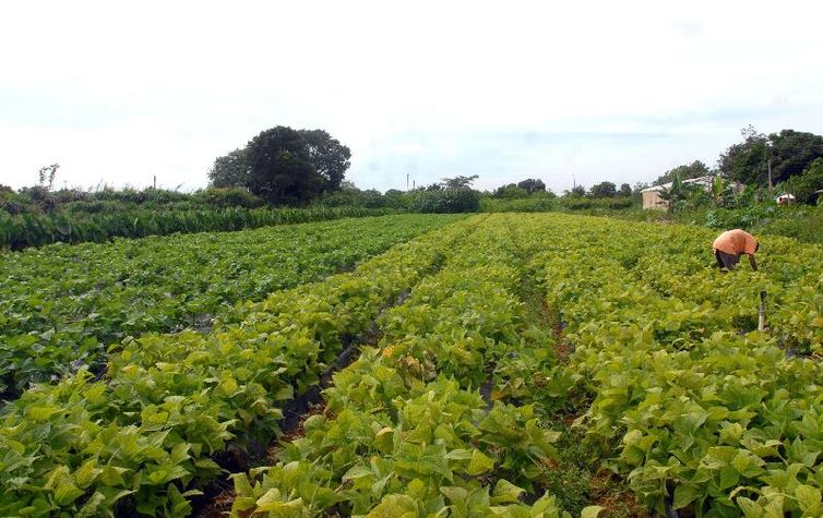 lavoura agricultura familiar