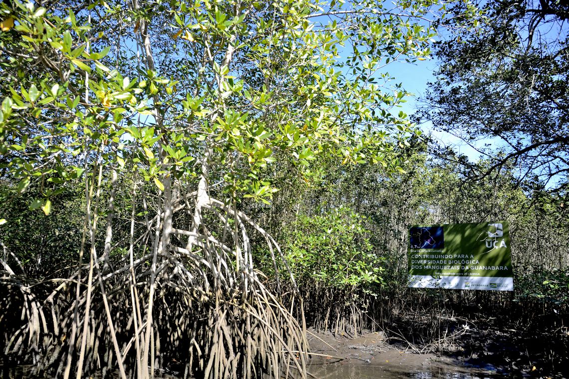 Tânia Rêgo/Agência Brasil Manguezais da Área de Proteção Ambiental (APA) de Guapi-Mirim e Estação Ecológica da Guanabara, região hidrográfica da Baía de Guanabara, Guapimirim, região metropolitana do Rio de Janeiro.