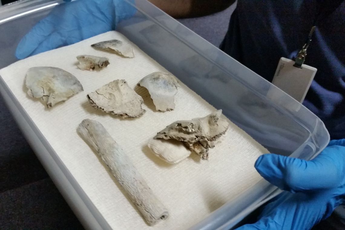 Léo Rodrigues/Agência Brasil/Agência Brasil Encontrados fragmentos do crânio de Luzia, o fóssil mais antigo já encontrado no continente americano, nos escombros do Museu Nacional