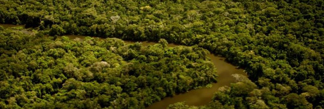 Floresta Mato Grosso IBGE reconhece novo tipo de vegetação em Mato Grosso