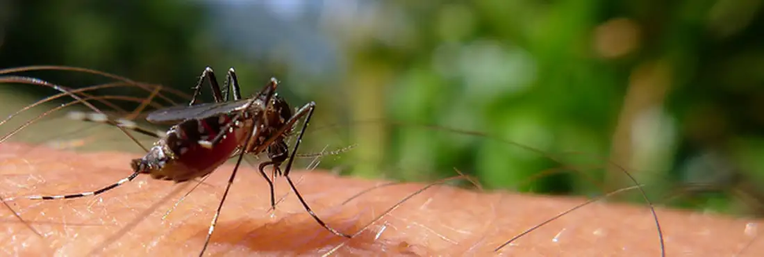 Aedes aegypti Aedes aegypti