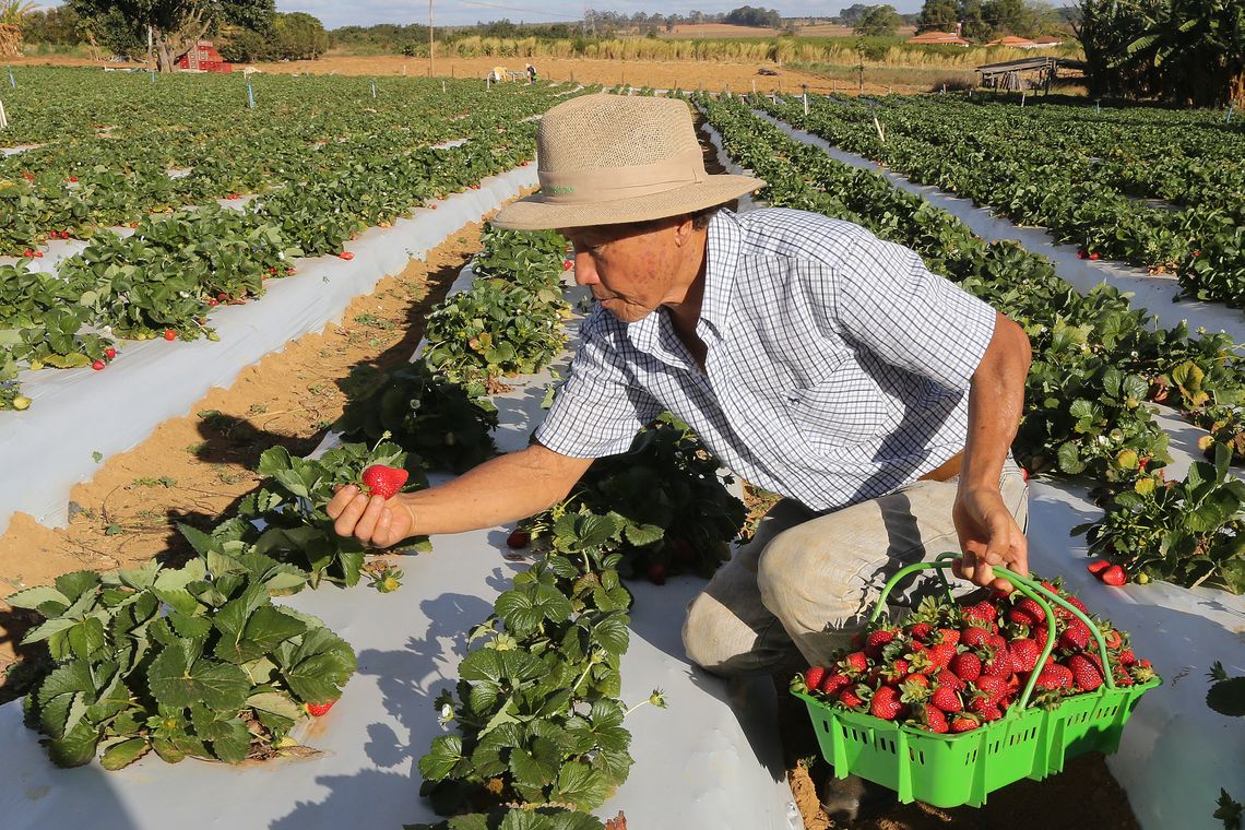Valter Campanato/Agência Brasil/Agência Brasil Brazlândia (DF) - O paulista João Fukushi aprendeu com o pai os segredos da plantação do morango e se aventurou no Centro-Oeste a produzir a fruta (Valter Campanato/Agência Brasil)