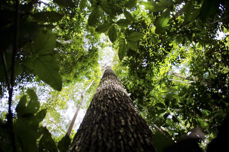 Floresta em Juruena, MT, Brasil:  Castanheira na reserva legal comunitária do assentamento Vale do Amanhecer.  (Foto: Marcelo Camargo/Agência Brasil)