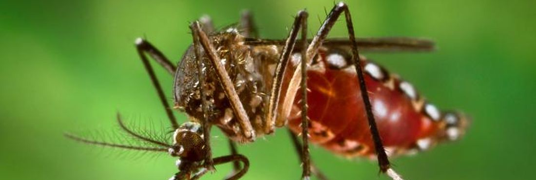 Mosquito da dengue O mosquito da dengue também é conhecido como pernilongo rajado