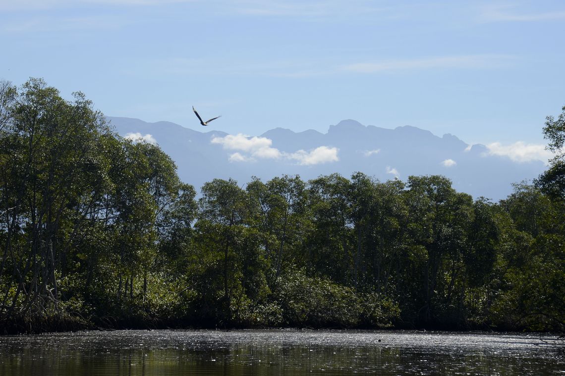 Tânia Rêgo/Agência Brasil Manguezais da Área de Proteção Ambiental (APA) de Guapi-Mirim e Estação Ecológica da Guanabara, região hidrográfica da Baía de Guanabara.