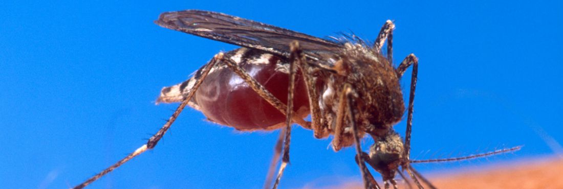 Aedes aegypti O mosquito da dengue picando um humano