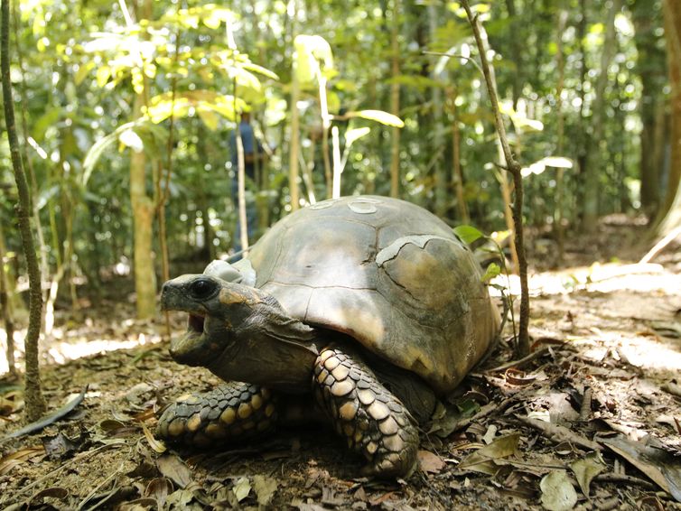 Tomaz Silva/Agência Brasil Jabutis-tinga são soltos no Parque Nacional da Tijuca após 200 anos extintos do local.