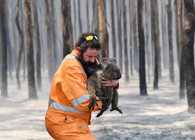 via Reuters/David Mariuz/direitos reservados Resgate de um coala na ilha Kangaroo na Austrália