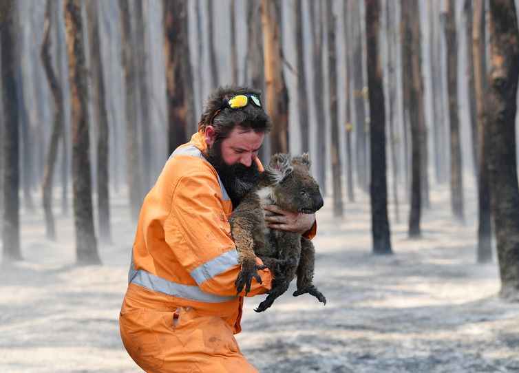 Resgate de um coala na ilha Kangaroo na Austrália