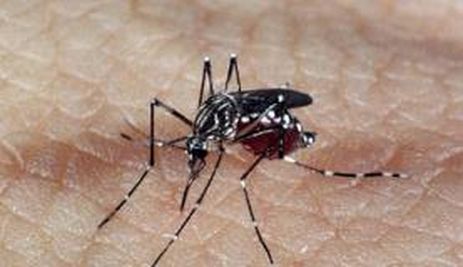 aedes dengue 1 - Casos de dengue mais que dobram no estado de São Paulo