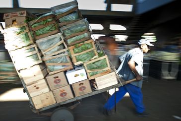 São Paulo - Trabalhadores da Companhia de Entrepostos e Armazéns Gerais de São Paulo (CEAGESP) ( Marcelo Camargo/ABr)/Marcelo Camargo/Agência Brasil